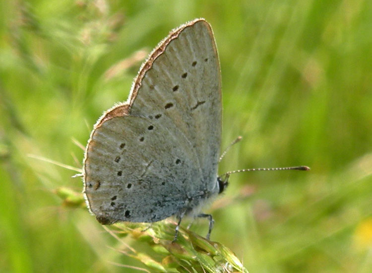 Polyommatus (Cyaniris) semiargus?